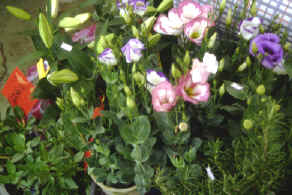 29-4b.jpg (165954 bytes)