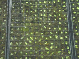 29-4c.jpg (130974 bytes)