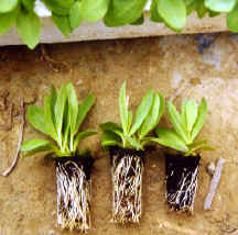 29-4d.jpg (124204 bytes)