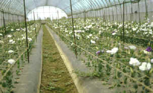 29-4g.jpg (162002 bytes)