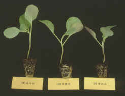 29-5c.jpg (89479 bytes)