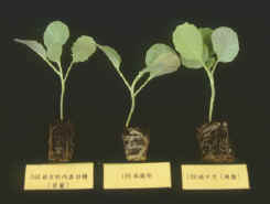 29-5d.jpg (86619 bytes)