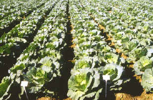 29-5e.jpg (209992 bytes)