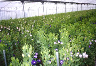 29-7e.jpg (1202677 bytes)