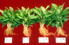 30-2b.JPG (170790 bytes)