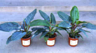 30-2c.JPG (138650 bytes)