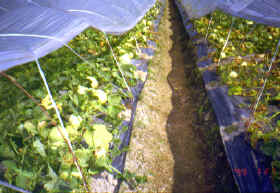 30-3a.JPG (206848 bytes)