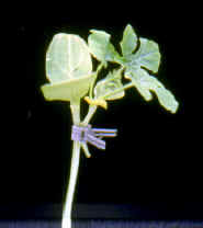 30-3f.JPG (43887 bytes)