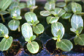 30-3g.JPG (67489 bytes)