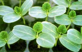 30-3h.JPG (331781 bytes)