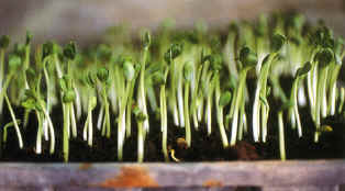 30-3i.JPG (164477 bytes)