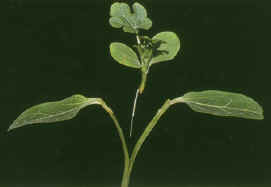 30-3l.JPG (99614 bytes)