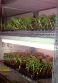 30-3n.JPG (157457 bytes)