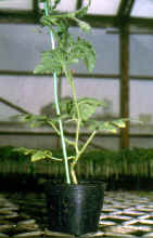 30-3q.JPG (244158 bytes)