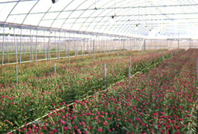 ���s4.jpg (89928 bytes)