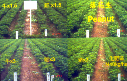 �V�b�ƪn��3.jpg (186628 bytes)