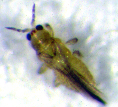 ��������1.jpg (72692 bytes)