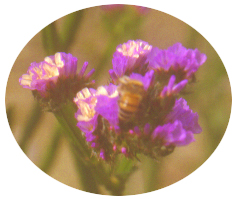 �P��1.jpg (56534 bytes)