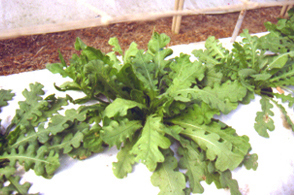 �P��3.jpg (87759 bytes)