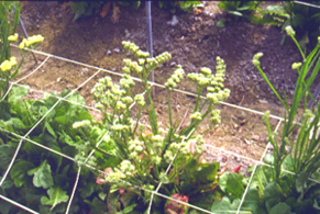 �P��4.jpg (99209 bytes)