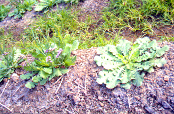 �P��2.jpg (169598 bytes)