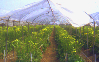 �P��5.jpg (99659 bytes)