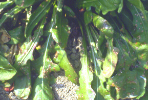 �P��6.jpg (91580 bytes)