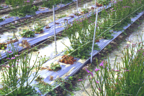 �P��7.jpg (109113 bytes)