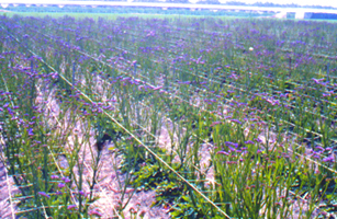 �P��8.jpg (124140 bytes)