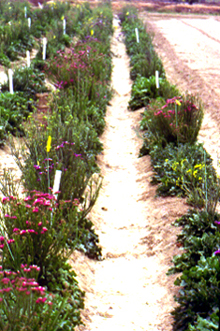 �P��9.jpg (129127 bytes)