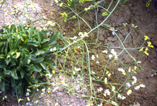 �P��10.jpg (114531 bytes)