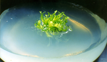 32-4a.jpg (63092 bytes)