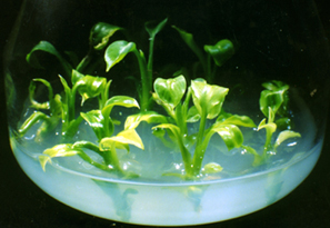 32-4b.jpg (68252 bytes)