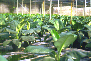 32-4c.jpg (106589 bytes)