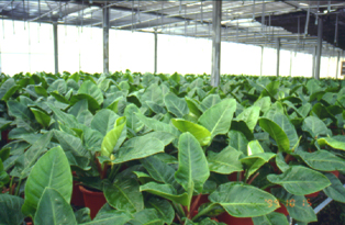 32-4d.jpg (93528 bytes)