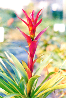 32-4f.jpg (96403 bytes)