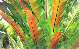 32-4g.jpg (86484 bytes)