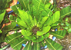 32-4h.jpg (78447 bytes)