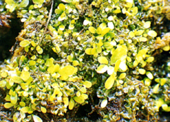 32-4i.jpg (92113 bytes)