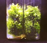 32-4j.jpg (48187 bytes)