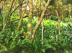 32-4k.jpg (86679 bytes)