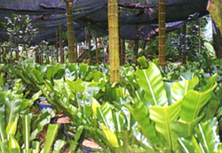 32-4l.jpg (83730 bytes)