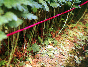 32-5b.jpg (134026 bytes)