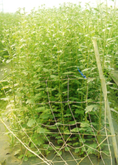 32-5c.jpg (72249 bytes)