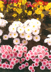 32-5d.jpg (76344 bytes)