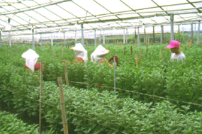 32-5f.jpg (87872 bytes)