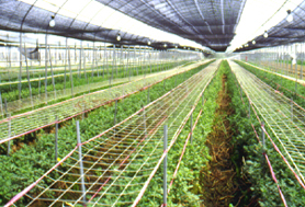 32-5g.jpg (98261 bytes)