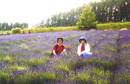 �饻�_���D�Ȧ�󲱶}����