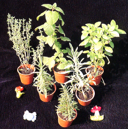 �g�A�Ƭ֪�i�ѩ~�a�Q�Τ��[��A�̫e�Ƭ��g�����A�ĤG�Ƭ���Ӥ��P�~�ت��Ȧ��A��ƥѥ��ӥk�̧Ǭ��ʨ����B��������f�cù�ǡC