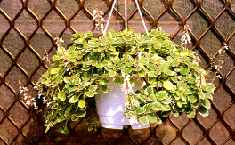 ����H�Q�ֺشӬ��t�@�اQ�μҦ��A�Ӥ������Ӫ��O���m��